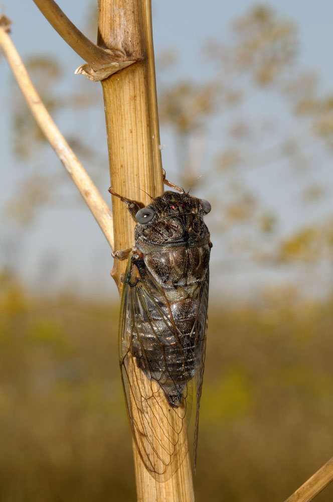 Lyristes plebejus dalle Murge